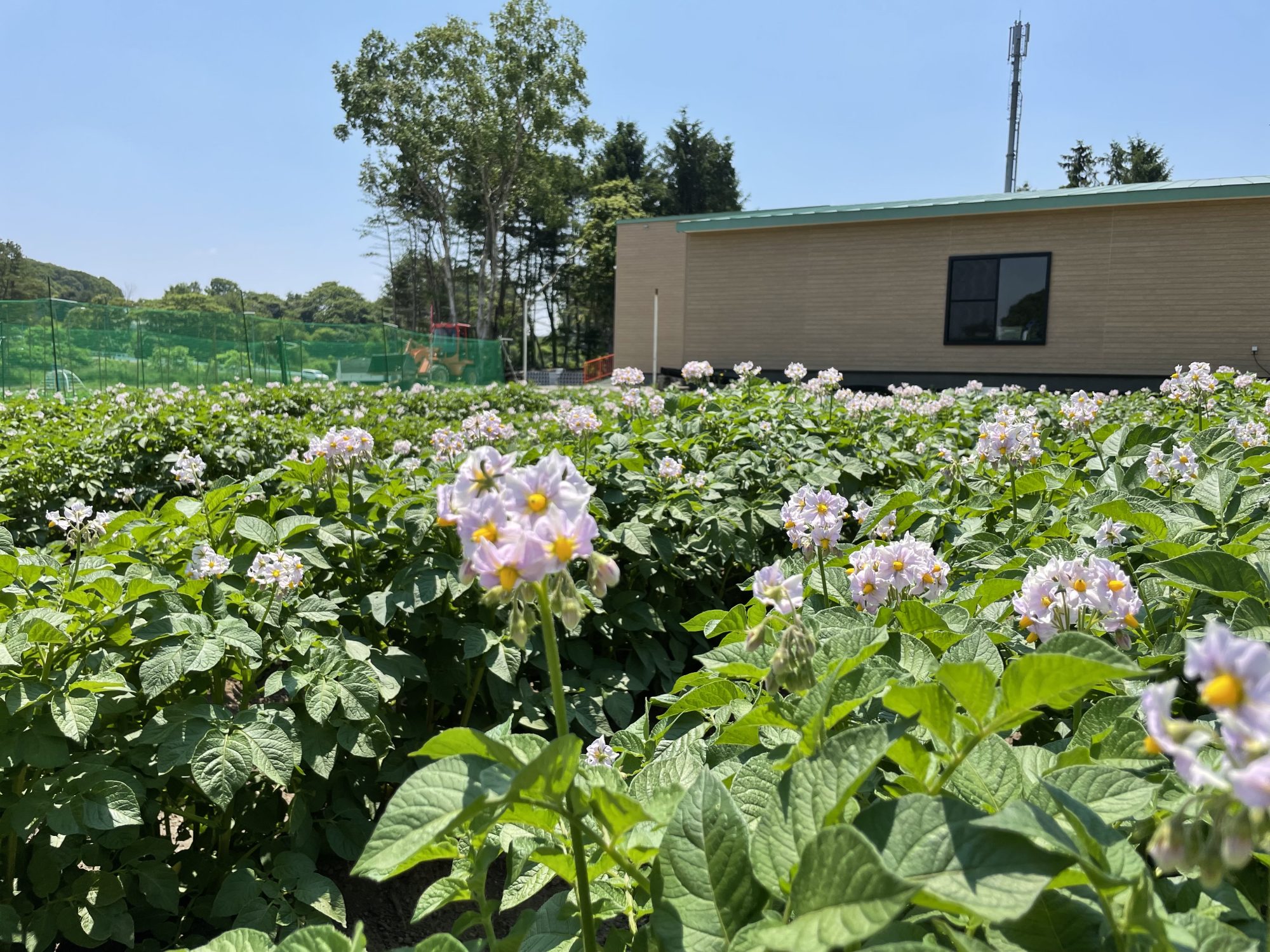 じゃがいもの花が咲く畑とわくわくひろばの建物